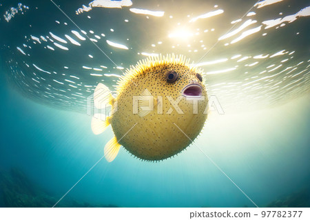 Swimming close to surface of sea dangerous puffer fish 97782377