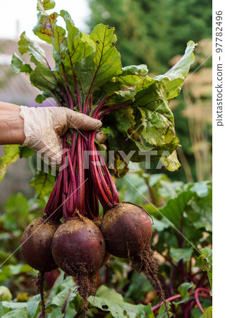 Cropped photo of man wearing disposable glove, gathering holding plucking digging out bunch of ripe beets. Harvest. Cropped photo of man wearing disposable glove, gathering holding plucking digging out bunch of ripe beets. Harvest. 97782496