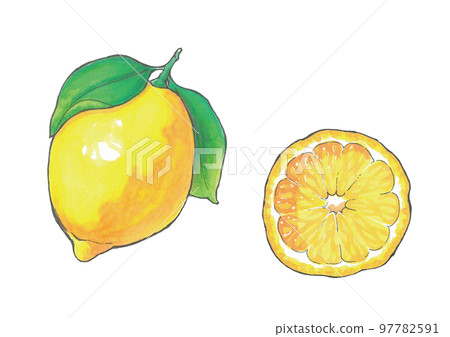 Whole lemon/sliced hand-drawn illustration Copic Whole lemon/sliced hand-drawn illustration Copic 97782591