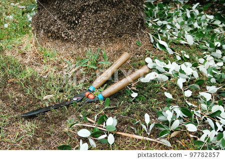 Garden clippers lie on ground after cutting branches. Concept of cutting trees and shrubs. 97782857
