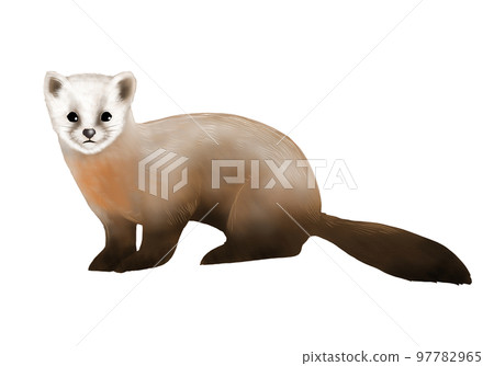 Illustration of cute sable 97782965