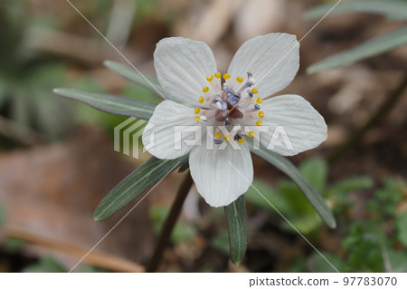 Rhubarb flowers 97783070