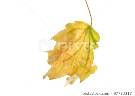 Beautiful yellow and green autumn leaf on white. Windblown. Cut out clipping path. Artistic stylized illustration look. Beautiful yellow and green autumn leaf on white. Windblown. Cut out clipping path. Artistic stylized illustration look. 97783317
