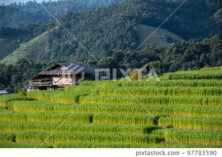 landscape of Rice terrace at Ban pa bong piang in Chiang mai Thailand 97783590