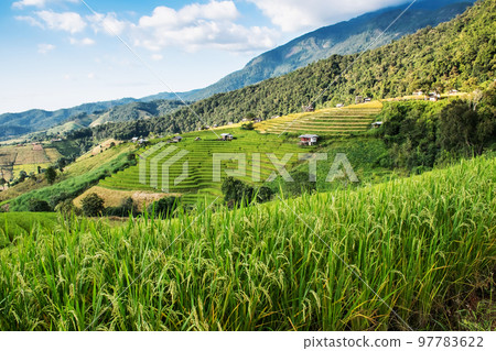 landscape of Rice terrace at Ban pa bong piang in Chiang mai Thailand 97783622