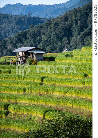 landscape of Rice terrace at Ban pa bong piang in Chiang mai Thailand 97783629