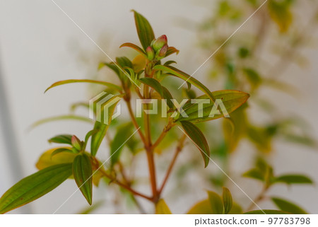 諾沃坦的芽 97783798