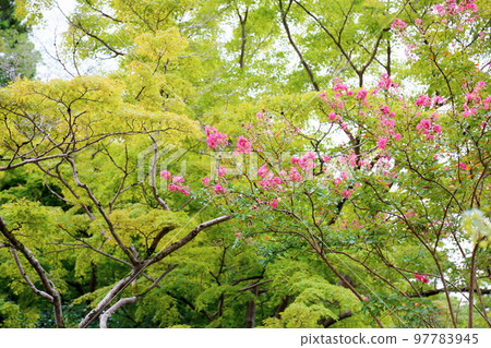 紫薇花 97783945