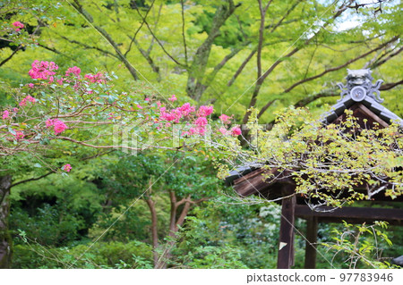 紫薇花 紫薇花 97783946