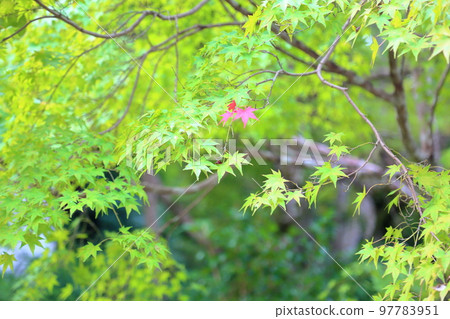 槭樹色的葉子 97783951