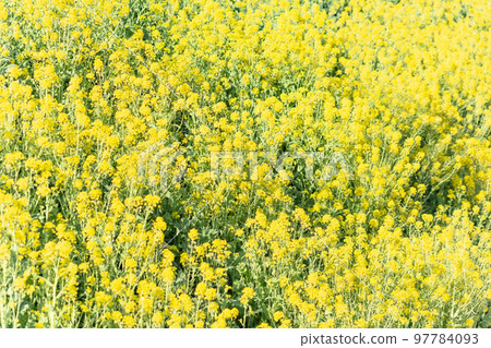 強姦開花 97784093