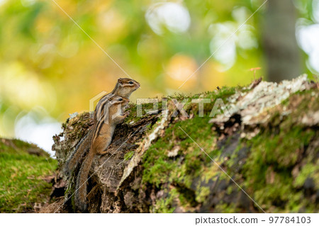 Ezo 花栗鼠在彩色樹葉森林中的一棵倒下的樹頂上並排眺望遠方 Ezo 花栗鼠在彩色樹葉森林中的一棵倒下的樹頂上並排眺望遠方 97784103