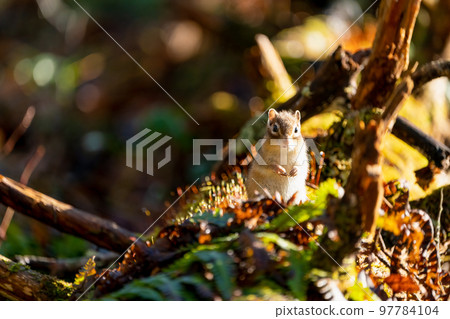 Ezo chipmunk 盯著你站在深秋森林裡的一棵倒下的樹上，在早晨的陽光下 97784104
