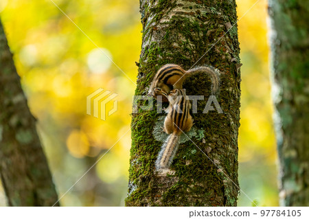 兩隻 Ezo 花栗鼠在秋色的樹木背景下確認他們的愛 97784105