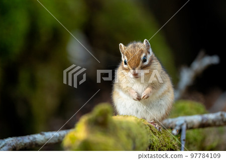 Ezo Chipmunk 看著你站在清晨森林裡倒下的樹上 97784109