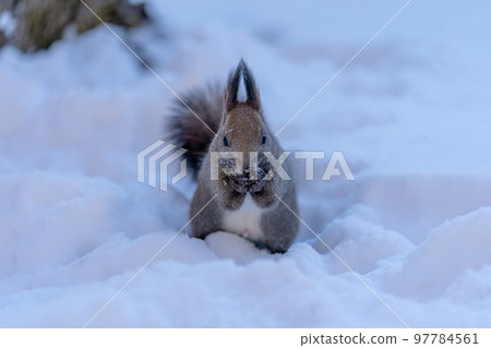 Ezo squirrels that are covered with snow and forage 97784561