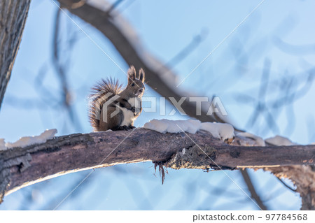 Ezo squirrel perched on a branch of a winter tree in the morning sun and putting both hands together Ezo squirrel perched on a branch of a winter tree in the morning sun and putting both hands together 97784568