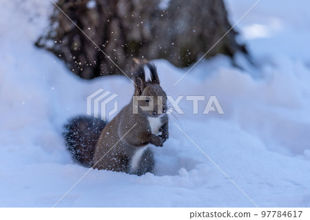 一隻雪白的蝦夷松鼠在秋天尋找隱藏的食物 一隻雪白的蝦夷松鼠在秋天尋找隱藏的食物 97784617