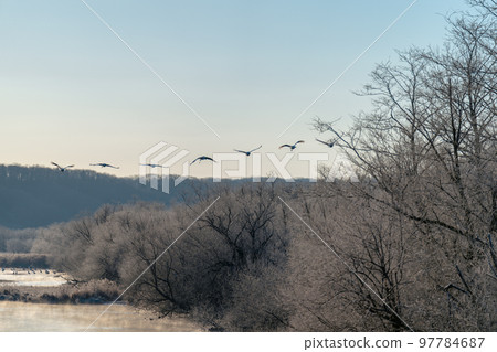 七隻丹頂鶴棲息在高空翱翔 七隻丹頂鶴棲息在高空翱翔 97784687