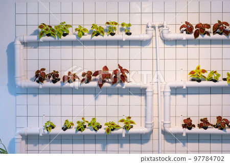 Lots of coleus plants in the chimney. Interesting planter.  97784702