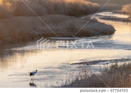 丹頂鶴在朝陽的顏色中離開棲息地 97784703