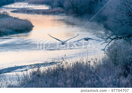 Red-crowned cranes dyed in the colors of the morning sun Red-crowned cranes dyed in the colors of the morning sun 97784707