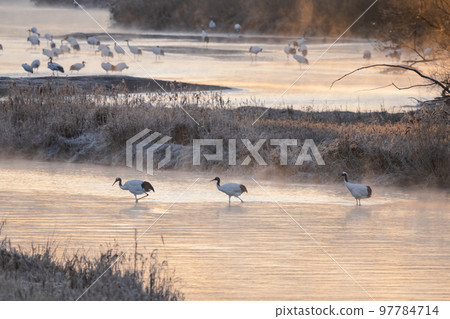 A red-crowned crane's roost in the morning sun and a family of three birds walking in the background 97784714