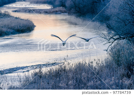 染上朝陽色彩的丹頂鶴 97784739