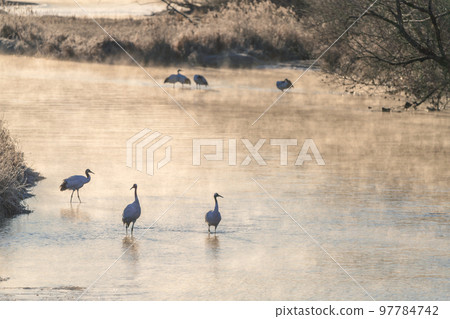A family of red-crowned cranes spending time on the surface of the river dyed in the colors of the morning sun 97784742