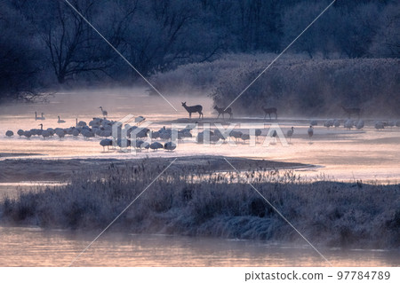 Red-crowned cranes, Yezo deer, and swans spending time in their roosts dyed in the colors of the morning sun 97784789