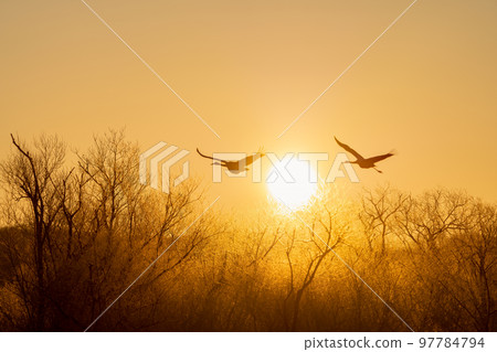 A pair of red-crowned cranes taking off in the morning sun A pair of red-crowned cranes taking off in the morning sun 97784794