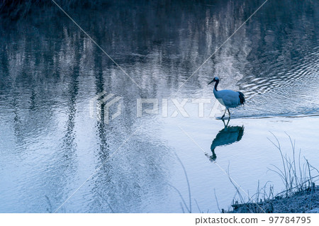 丹頂鶴和水鏡清晨行走在湛藍的河面上 97784795