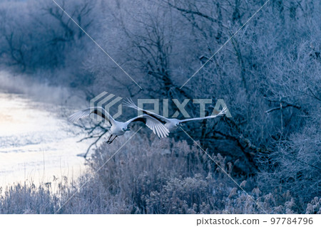 A pair of red-crowned cranes takes flight against the background of the morning sun-colored river surface and frost-covered trees 97784796
