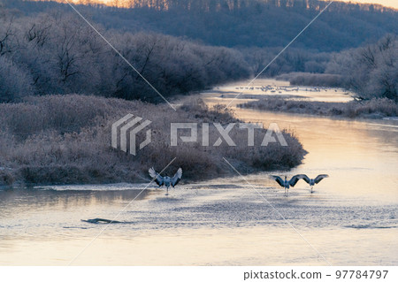 丹頂鶴一家在丹頂鶴的棲息地背景下跳躍，在朝陽的顏色下 97784797