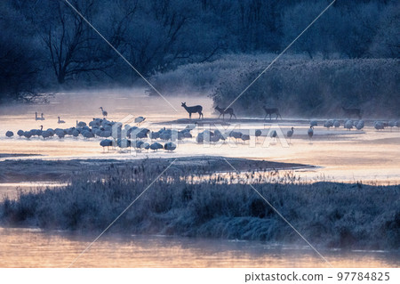 丹頂鶴、蝦夷鹿和天鵝在被朝陽染上顏色的棲息地度過時光 97784825