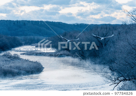 A pair of red-crowned cranes takes off from their blue roosting area before dawn 97784826