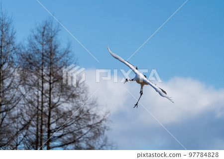 A red-crowned crane aiming for landing against a background of blue sky and white clouds A red-crowned crane aiming for landing against a background of blue sky and white clouds 97784828