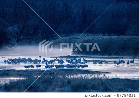 The roost of blue-crowned cranes before dawn The roost of blue-crowned cranes before dawn 97784831