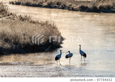 丹頂鶴一家在被朝陽染紅的河面上消磨時光 97784832