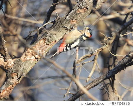 Great spotted woodpecker in a nearby stream Great spotted woodpecker in a nearby stream 97784856