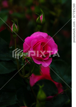 春花漫步 春花漫步 97785280