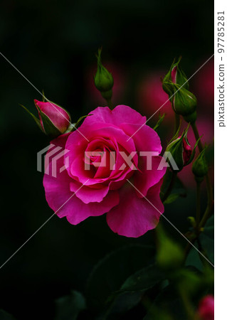 春花漫步 97785281