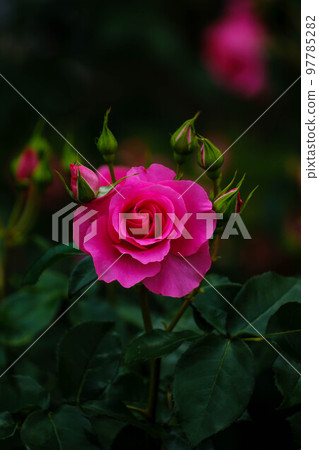 春花漫步 97785282