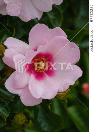 春花漫步 春花漫步 97785283