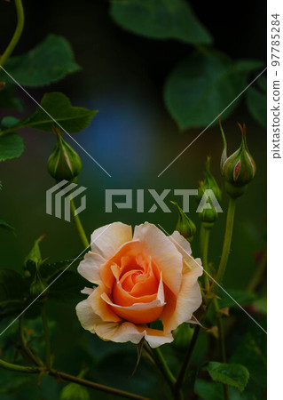春花漫步 春花漫步 97785284