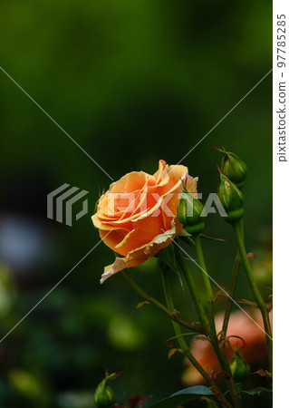春花漫步 春花漫步 97785285