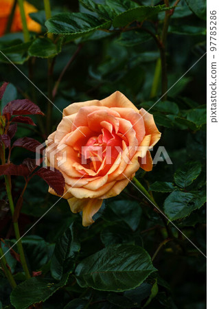 春花漫步 春花漫步 97785286