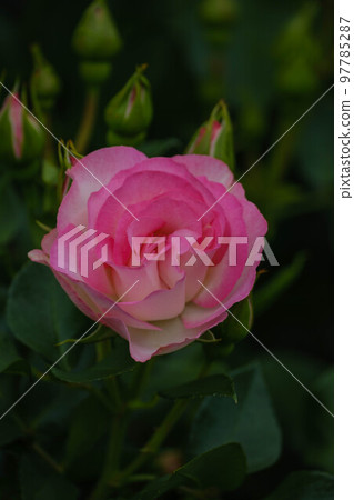春花漫步 春花漫步 97785287