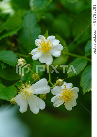 spring flower walk spring flower walk 97785291