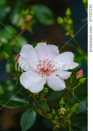 春花漫步 春花漫步 97785292